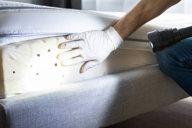 Best Insect Control  in Highland Park, NJ